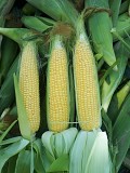 Кукуруза сахарная в початках Драйвер F1, урожай 2024г.