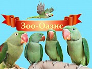 Продаю александрийских попугаев птенцов выкормышей Москва объявление с фото