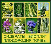 Семена сидератов Санкт-Петербург объявление с фото