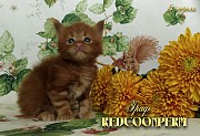 Котёнок мейн кун красный солид. Шоу класс. Из питомника Москва объявление с фото