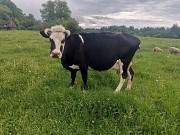 Продается корова Бежецк объявление с фото