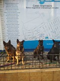 Все виды дрессировок собак Феодосия объявление с фото