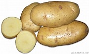 Семенной картофель из Беларуси. Картофель Скарб Нижний Новгород объявление с фото