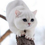 Британский котяра на вязку Ростов-на-Дону объявление с фото