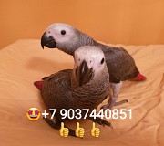 Жако - ручные птенцы из питомника Москва объявление с фото