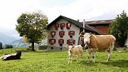 Работа в Швейцарии: Молочные фермы Москва