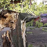 Услуги юриста при падении дерева на автомобиль Новосибирск объявление с фото