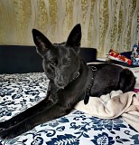 Небольшая собачка Черешня ищет дом Москва объявление с фото