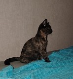 Отдам кошечку Новосибирск объявление с фото