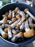 Продам свежие лесные грибы-подосиновики Москва объявление с фото