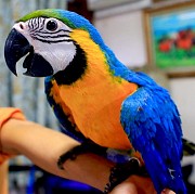 Сине желтый ара (ara ararauna) - ручные птенцы из питомника Москва объявление с фото