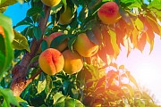 Продается молодой плодоносящий персиковый сад в Крыму. Ялта объявление с фото