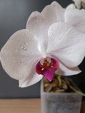 Орхидеи Одинцово объявление с фото
