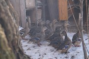 Тульские подсадные утки Луховицы объявление с фото