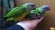 Продаю сенегальских попугаев от заводчика Москва объявление с фото
