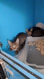 Котята ищут дом Москва объявление с фото
