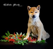 Высокопородные щенки сиба ину из профессионального питомника KUMIKO YOSHI Москва объявление с фото