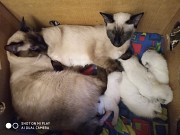 Сиамские (тайские) котята . Бронь Донецк объявление с фото