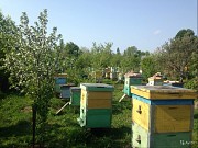 Пчелы, пчелосемьи Казань объявление с фото