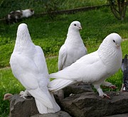 Белые голуби на выпуск на мероприятия в Казани Казань объявление с фото