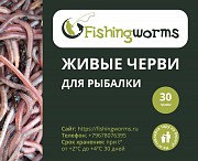 Живые черви для рыбалки Саратов объявление с фото