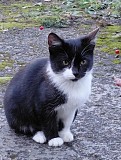 котенок в добрые руки Москва объявление с фото