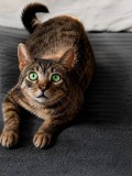 Котик Феникс ищет дом Москва объявление с фото