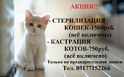Стерилизация кошек и кастрация котов Йошкар-Ола объявление с фото