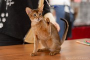Абиссинские котята из официального питомника Москва объявление с фото