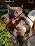 Котенок нибелунг Подольск объявление с фото