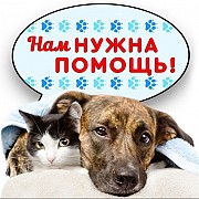 Приют для животных «Добрый двор» в Кемерово. Кемерово объявление с фото