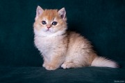 Котята золотая шиншила Москва объявление с фото