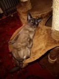 Котята, порода Европейская Бурма Москва объявление с фото