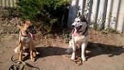 Дрессировка собак Апшеронск объявление с фото