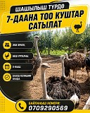 ШАШЫЛЫШ ТҮРДӨ 7-ДААНА ТОО КУШТАР САТЫЛАТ. Нижний Новгород объявление с фото
