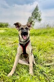 Ищет дом очаровательная собачка Самбука Москва объявление с фото
