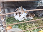 Кролики породы Рекс Острогожск объявление с фото