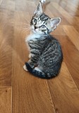 Бенгальские котята Санкт-Петербург объявление с фото