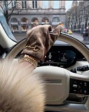 Работа для девушек с высоким доходом! Москва объявление с фото