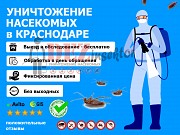 Уничтожение тараканов и других насекомых Краснодар объявление с фото