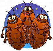Дезинфекция от клопов, тараканов и др насекомых в Видном Видное объявление с фото