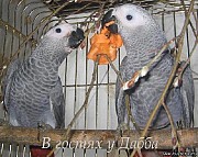 Жако птенцы выкормыши от заводчика Брянск объявление с фото