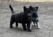 Дрессировка собак Ставрополь объявление с фото