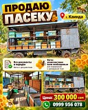 Продаю пасеку Нижний Новгород объявление с фото