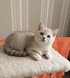 Изумительные британские котята серебристая шиншилла Санкт-Петербург объявление с фото