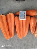 Морковь оптом Москва объявление с фото