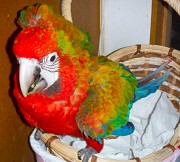 Тропикана гибрид попугаев ара - птенцы из питомника Москва объявление с фото
