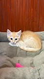 Котёнок Персик ищет дом Москва объявление с фото