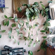 Восковой плющ (лиана) Сочи объявление с фото