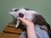 Котенок брошен, ищет дом Нижний Новгород объявление с фото